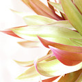 Botanical Dance Photograph by Becqi Sherman Botanical Dance Photograph by Becqi Sherman
