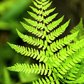Botanical Fern Photograph by Christina Rollo Botanical Fern Photograph by Christina Rollo