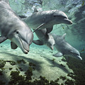 Four Bottlenose Dolphins Hawaii Photograph by Flip Nicklin Four Bottlenose Dolphins Hawaii Photograph by Flip Nicklin