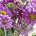 Bouquet in the Morning. Photograph by Elena Perelman Bouquet in the Morning. Photograph by Elena Perelman