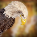 Bow Your Head and Prey Photograph by Bill and Linda Tiepelman Bow Your Head and Prey Photograph by Bill and Linda Tiepelman