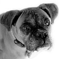 Boxer Dog by Marilyn Hunt Boxer Dog by Marilyn Hunt