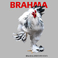 Brahma Breeders Rock RED by Sigrid Van Dort Brahma Breeders Rock RED by Sigrid Van Dort
