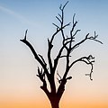 Branches Photograph by Az Jackson
