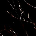 Branches In The Dark by David Lane Branches In The Dark by David Lane