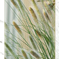 Breeze by Holly Kempe Breeze by Holly Kempe