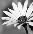Bright Petals Photograph by Mary Anne Delgado Bright Petals Photograph by Mary Anne Delgado