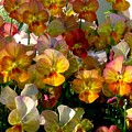 Bright Shining Faces by Marla McFall Bright Shining Faces by Marla McFall
