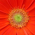 Brighteyes by Marla McFall Brighteyes by Marla McFall