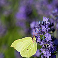 Brimstone butterfly and the lavender Photograph by Torbjorn Swenelius Brimstone butterfly and the lavender Photograph by Torbjorn Swenelius