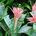 Bromeliad Garden A3317 Digital Art by Mas Art Studio