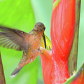 Bronzy Hermit on Heliconia Photograph by Ted Keller Bronzy Hermit on Heliconia Photograph by Ted Keller