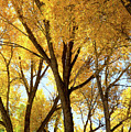 Brown and Gold by Frank Madia Brown and Gold by Frank Madia