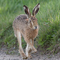Brown Hare Lolloping by Pete Walkden