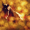 Brown Horse Portrait In Summer Day Photograph by Dimitar Hristov Brown Horse Portrait In Summer Day Photograph by Dimitar Hristov