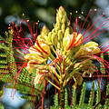 Burst Of Beauty Photograph by Charles McCleanon Burst Of Beauty Photograph by Charles McCleanon