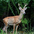 Buck by Jerry Battle