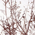 Budding Tree in Chateau Rose Misty Morning by Colleen Cornelius Budding Tree in Chateau Rose Misty Morning by Colleen Cornelius