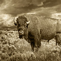 Buffalo Bison at Yellowstone in Sepia Photograph by Randall Nyhof Buffalo Bison at Yellowstone in Sepia Photograph by Randall Nyhof