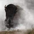 Buffalo Emerging From The Fog Digital Art by Daniel Eskridge Buffalo Emerging From The Fog Digital Art by Daniel Eskridge