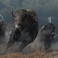 Buffalo Storm by Daniel Eskridge Buffalo Storm by Daniel Eskridge
