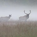 Bull and Cow Elk in Fog - September 30 2016 Photograph by D K Wall Bull and Cow Elk in Fog - September 30 2016 Photograph by D K Wall