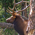 Bull Elk 2 by Heather Coen Bull Elk 2 by Heather Coen