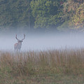 Bull Elk Disappearing in Fog - September 30 2016 Photograph by D K Wall Bull Elk Disappearing in Fog - September 30 2016 Photograph by D K Wall