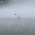 Bull Elk in Fog - September 30, 2016 Photograph by D K Wall Bull Elk in Fog - September 30, 2016 Photograph by D K Wall