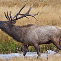 Bull Elk in Yellowstone Photograph by Wesley Aston Bull Elk in Yellowstone Photograph by Wesley Aston