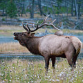 Bull Elk Next to River Photograph by Wesley Aston Bull Elk Next to River Photograph by Wesley Aston