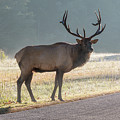 Bull Elk Watching Photograph by D K Wall Bull Elk Watching Photograph by D K Wall
