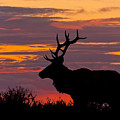 Bull Tule Elk Silhouetted at Sunset Photograph by Jeff Goulden Bull Tule Elk Silhouetted at Sunset Photograph by Jeff Goulden