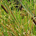 Bulrush. Photograph by Elena Perelman Bulrush. Photograph by Elena Perelman