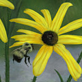 Bumble Bee by Steven Powers SMP