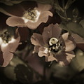Bumblebee on Blush Country Rose in Sepia Tones by Colleen Cornelius Bumblebee on Blush Country Rose in Sepia Tones by Colleen Cornelius