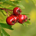 Bunch of Hawthorn berries Photograph by Elena Perelman Bunch of Hawthorn berries Photograph by Elena Perelman