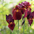 Burgundy Bearded Irises in the Rain Photograph by Rona Black Burgundy Bearded Irises in the Rain Photograph by Rona Black
