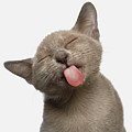 Burmese Kitten Lick Photograph by Sergey Taran Burmese Kitten Lick Photograph by Sergey Taran