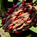 Bursting Forth Photograph by Christopher Holmes Bursting Forth Photograph by Christopher Holmes
