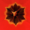 Bursting Photograph by Terri Harper Bursting Photograph by Terri Harper