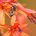 Busy Bee Photograph by Amy Fose Busy Bee Photograph by Amy Fose