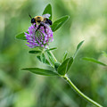 Busy Bee Photograph by Holden The Moment Busy Bee Photograph by Holden The Moment