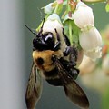 Busy Bee on Blueberry Blossom Photograph by Linda Stern Busy Bee on Blueberry Blossom Photograph by Linda Stern