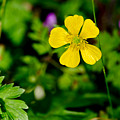 Buttercup. Opus One. Photograph by Elena Perelman Buttercup. Opus One. Photograph by Elena Perelman