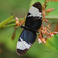 Butterfly 06 Photograph by Will Wagner Butterfly 06 Photograph by Will Wagner