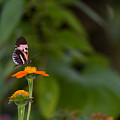 Butterfly 26 Photograph by Michael Fryd Butterfly 26 Photograph by Michael Fryd