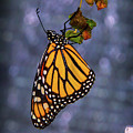 Butterfly Hanging From Leaf by Garry Gay Butterfly Hanging From Leaf by Garry Gay