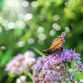 Butterfly Light Photograph by Cathy Kovarik Butterfly Light Photograph by Cathy Kovarik