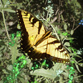 Butterfly Magic by Nicole Angell Butterfly Magic by Nicole Angell